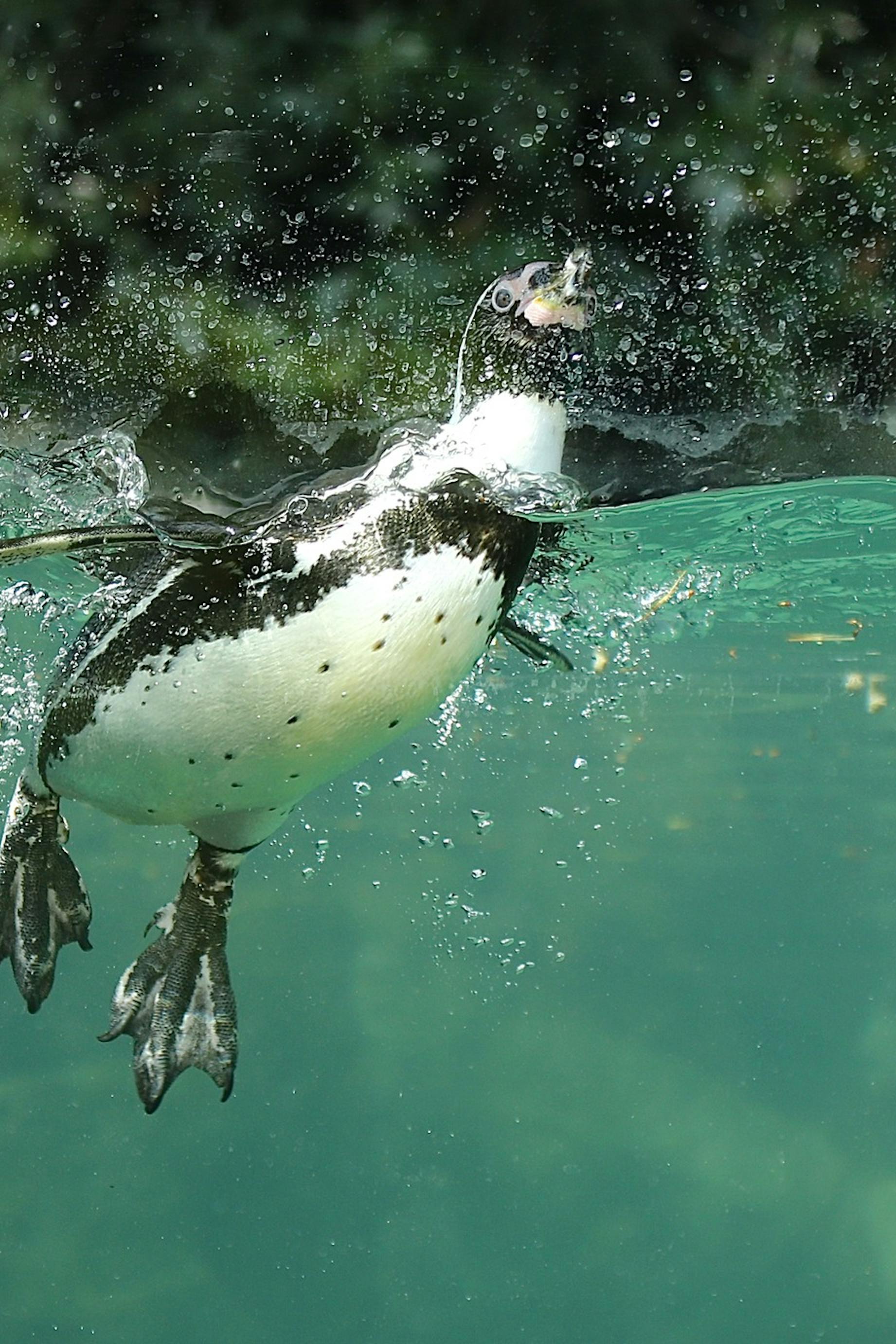 Park prostoživečih živali